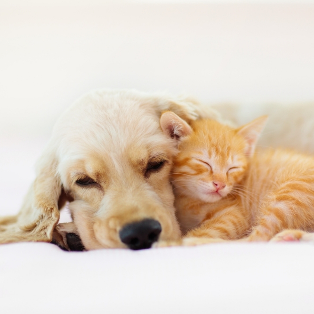 【寵物寶寶】台北市貓狗飼主注意絕育補助「最高可領3000元」，申請辦法一次看