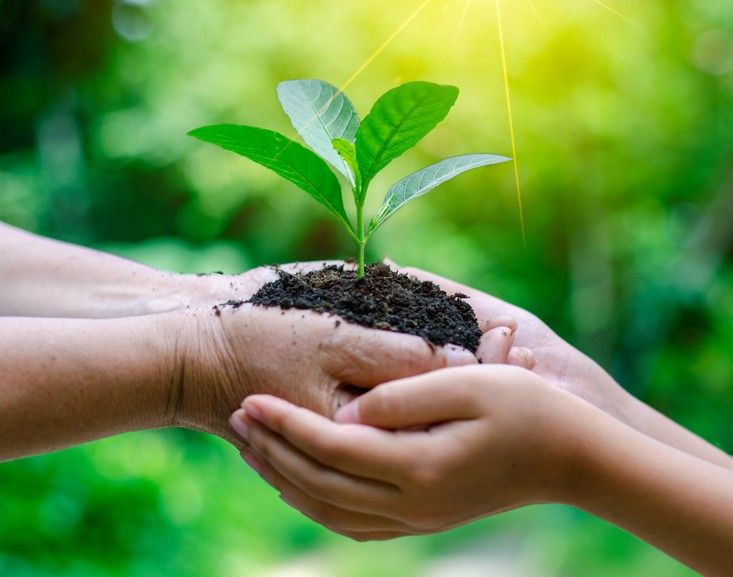 發票就能換樹苗！帶孩子到兒童新樂園、貓空纜車、小巨蛋免費領，環保意識從小學起