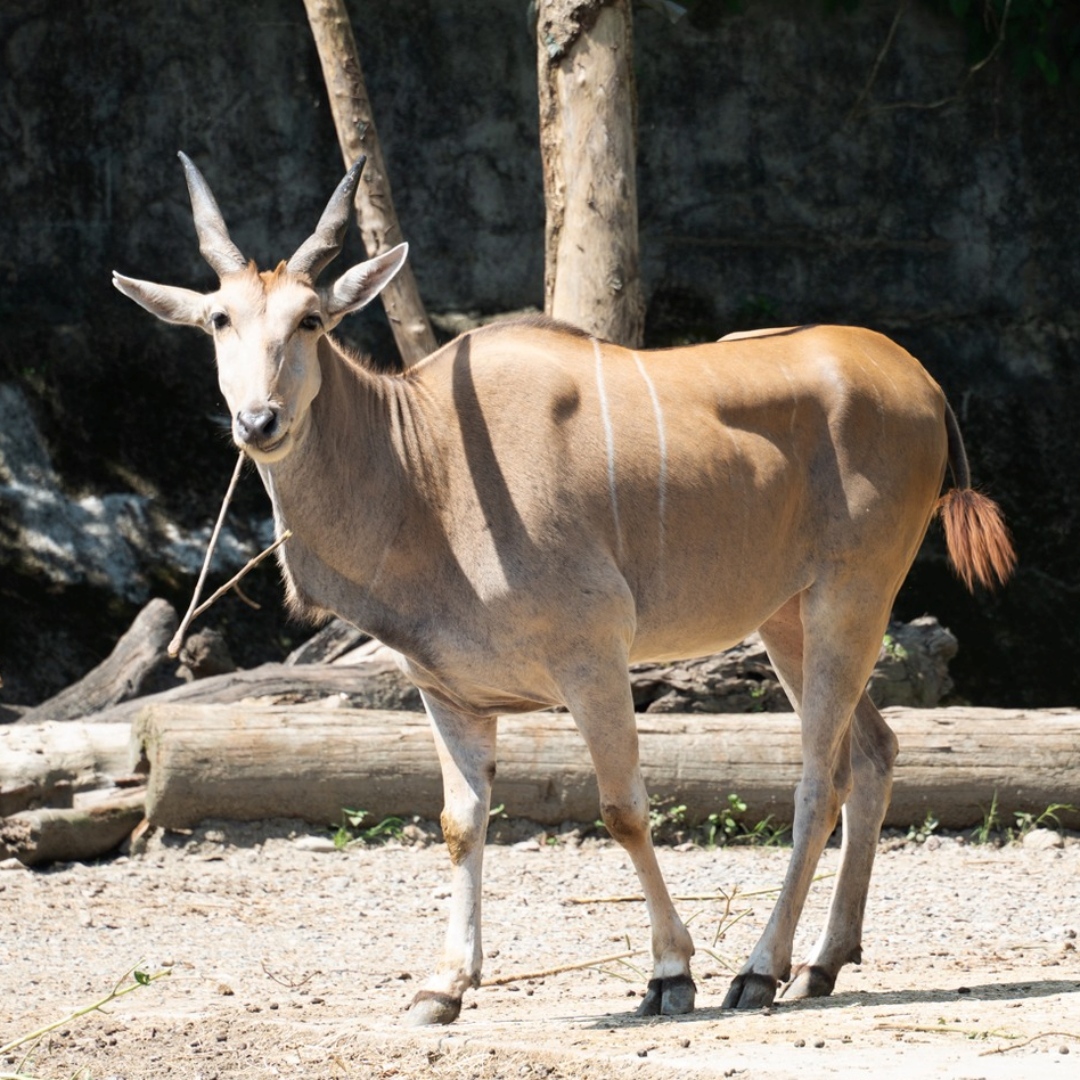臺北市立動物園，7月5日起週六延長開放！集滿3枚電子章，9月30日前免費再入園一次