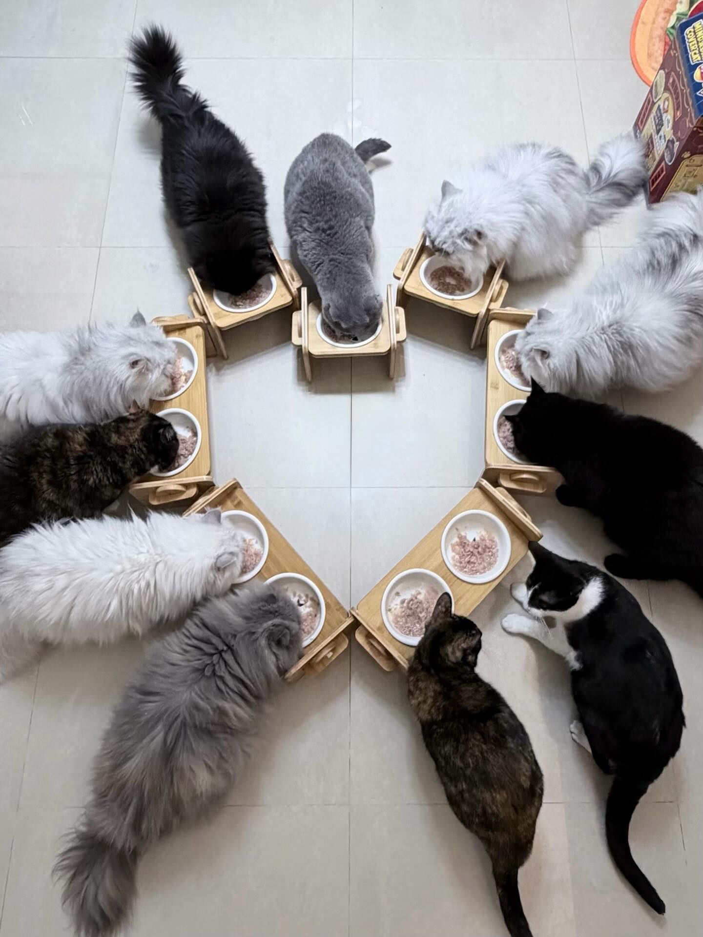 【寵物寶寶】一個男人與11隻貓：多貓家庭背後的責任與付出，修把愛貓活成深情日常