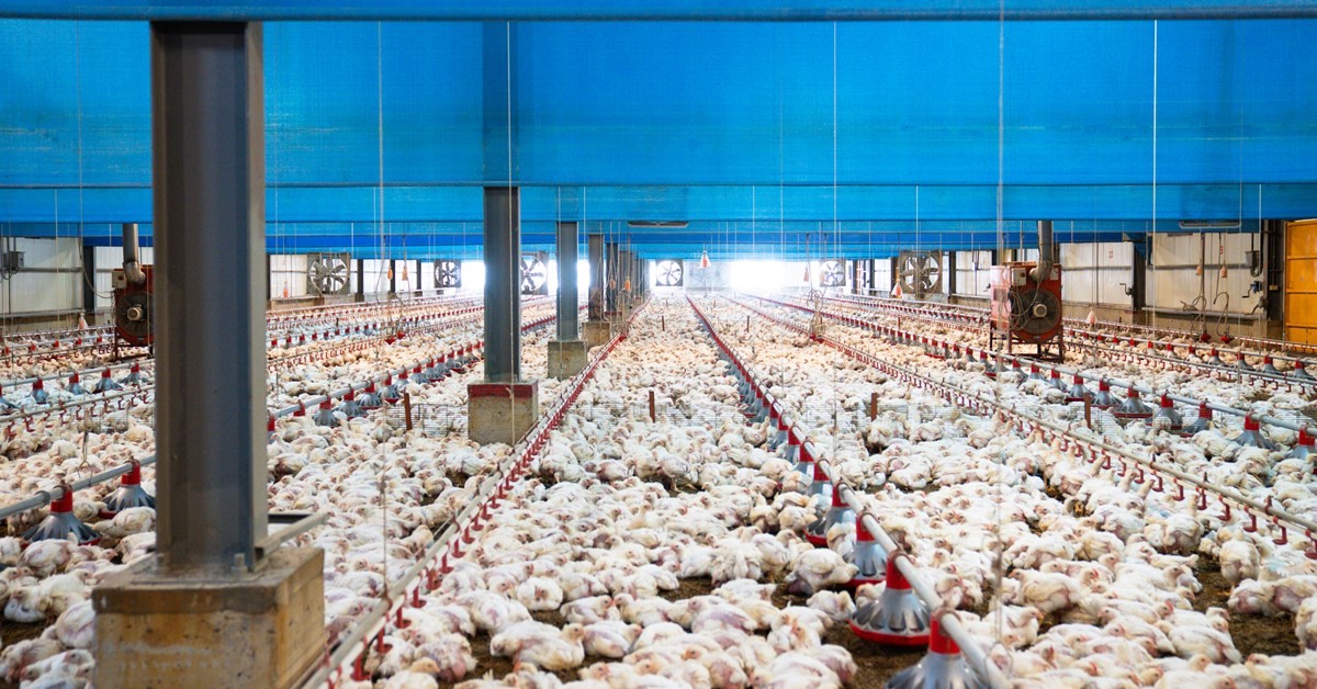 雞肉抗生素檢驗「未檢出」不稀奇，飼養全程不使用抗生素才厲害！從牧場到餐桌，守護健康與落實永續發展