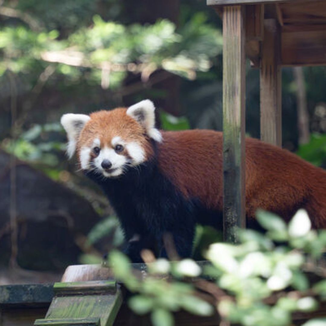 上海小貓熊正式亮相臺北市立動物園！「樂樂」、「甜甜」萌樣曝光，造全新森林棲地迎接新成員