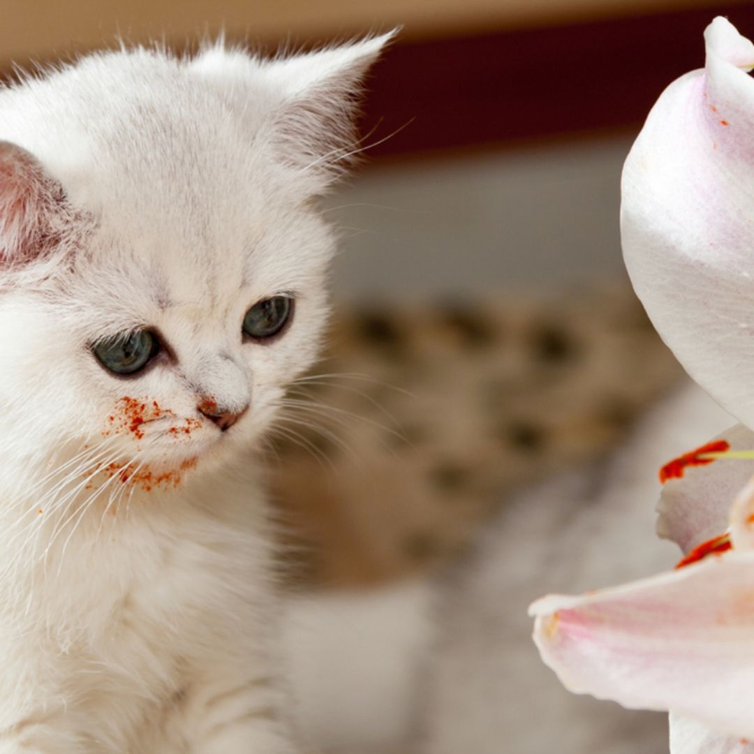 【寵物寶寶】家有貓咪別擺放「這類鮮花」，動保處提醒：微量接觸，也可能引發急性腎衰竭