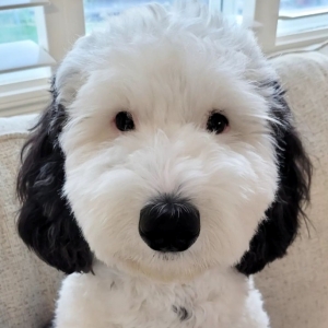 真的有史努比Snoopy！美國一隻牧羊貴賓，因為與Snoopy相似的外觀，萌翻網友，專屬IG受到關注