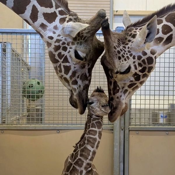 最萌瞬間！美猶他州動物園喜迎長頸鹿寶寶，出生就有173公分