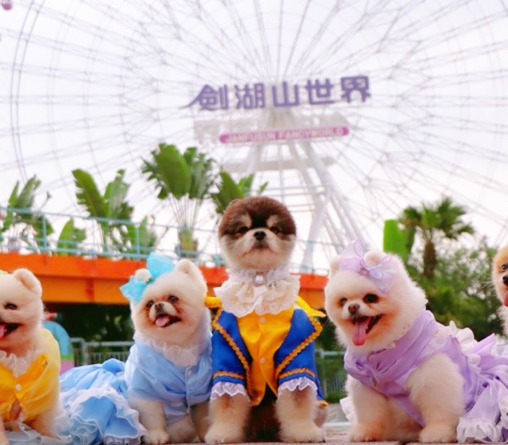 帶毛孩玩樂園！劍湖山世界「毛孩霸山日」每週二登場，一起搭摩天輪超療癒