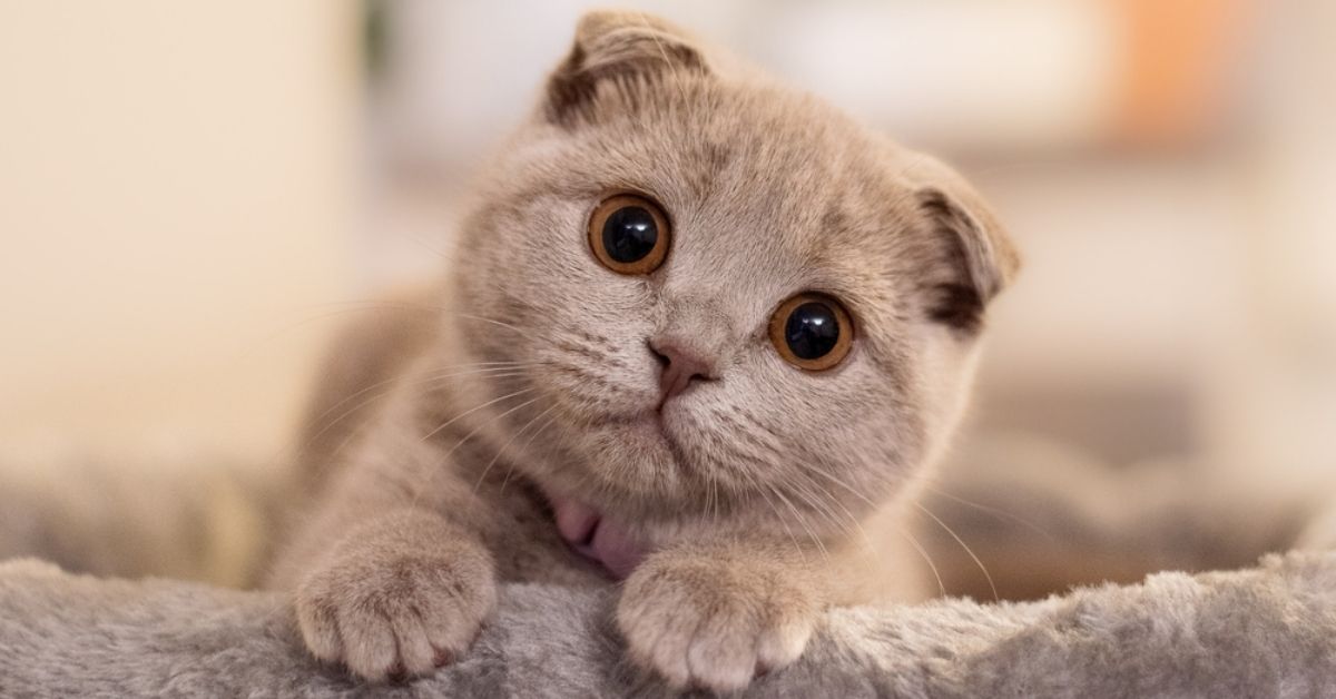 【寵物寶寶】農業部最新調查！全國家貓174萬隻，數量超過家犬！都會區養貓數量快速增加