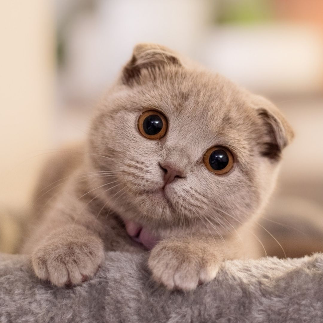 【寵物寶寶】農業部最新調查！全國家貓174萬隻，數量超過家犬！都會區養貓數量快速增加