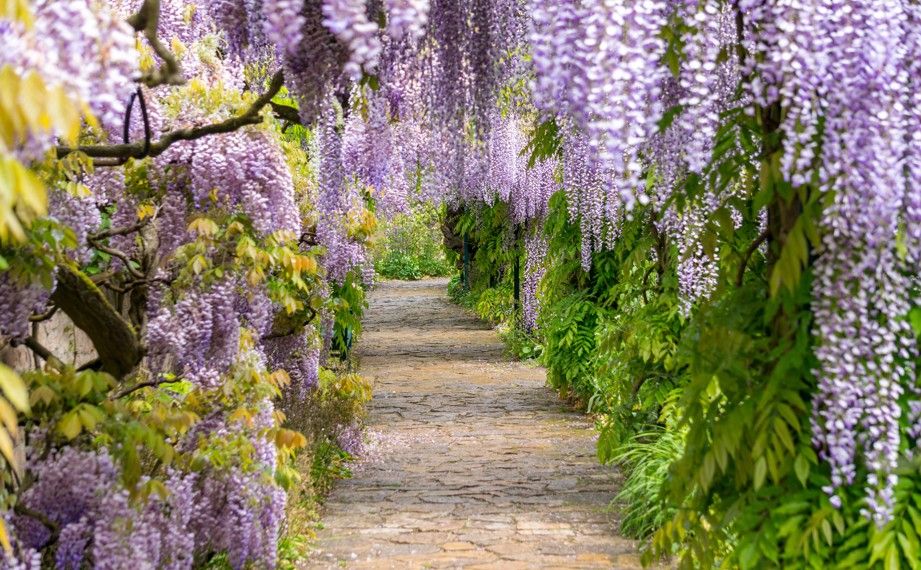 2026紫藤花TOP5親子秘境！淡水紫藤花園&台南大坑農場，全家出遊追紫色花海超療癒