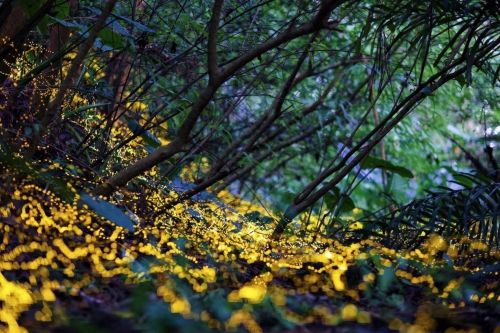 越暗的地方你越亮！2026全台5處螢火蟲季推薦，把握僅屬於春天的夢幻螢光