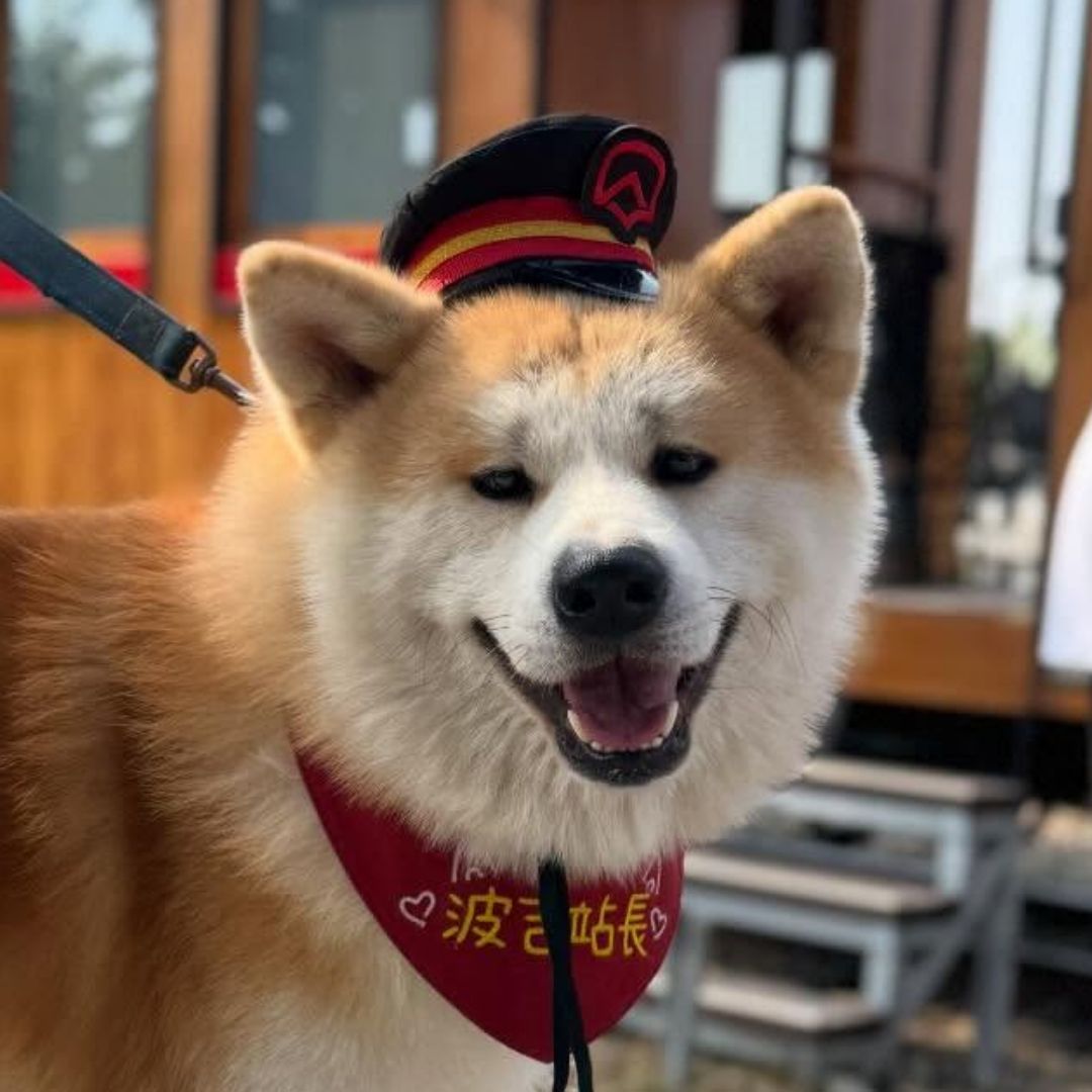 【寵物寶寶】阿里山最萌站長爆紅！秋田犬「波吉」吸引朝聖，副總統蕭美琴親餵、自拍，直呼超可愛