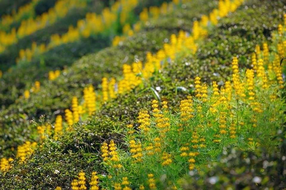 帶小孩來賞魯冰花！桃園龍潭三大展區，白天追花海、晚上看燈會，元宵親子出遊首選！