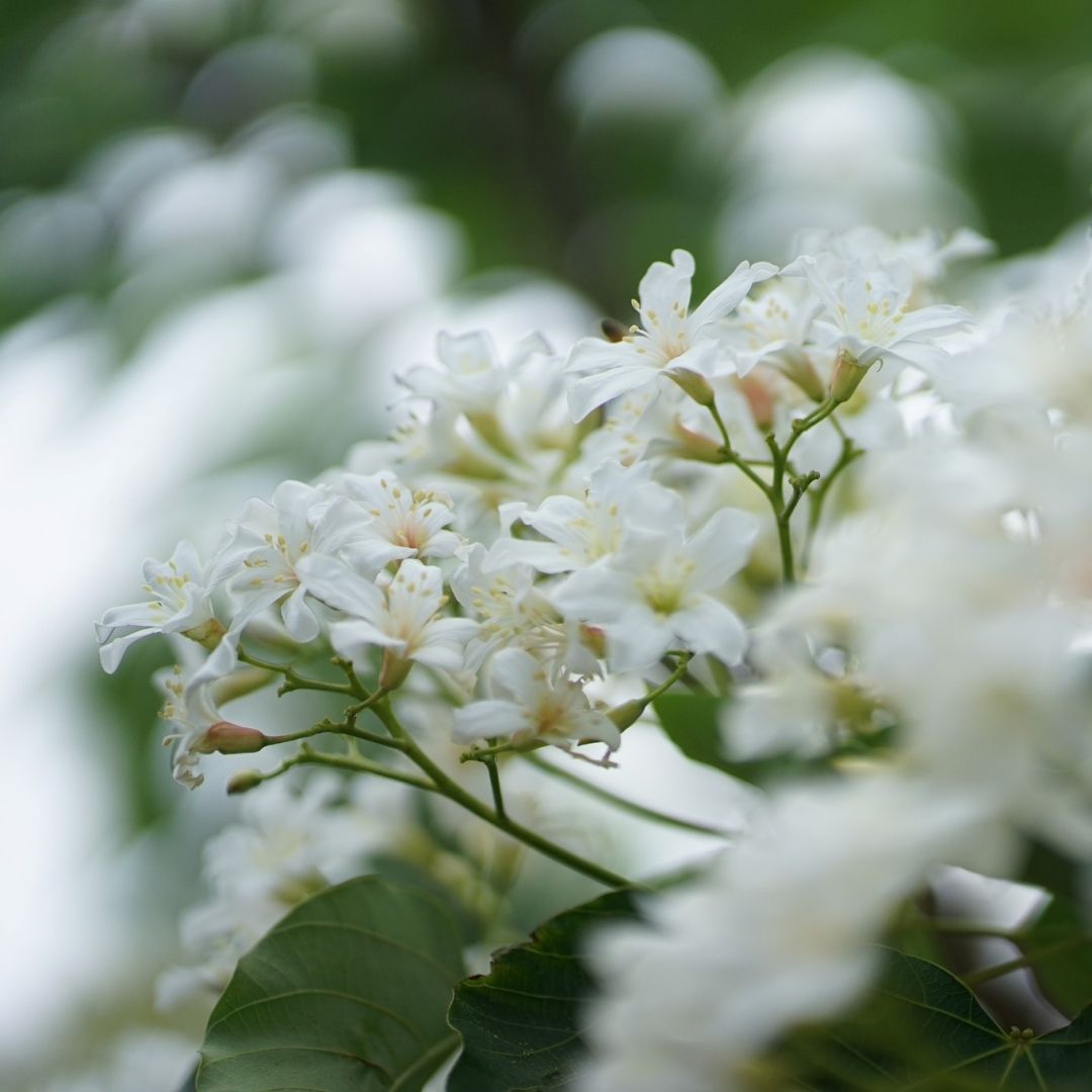 桃園桐花祭4月18日登場！針對兒童族群設計專屬體驗活動，讓孩子在參與中認識客家文化