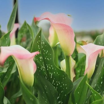 桃園彩色海芋季，親子遊最佳去處！DIY手作、音樂下午茶還有花田中野餐，一定要來