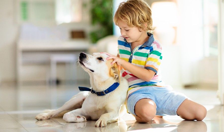 【寵物寶寶】飼主注意！5/1寵物新制上路嚴格抓，浣熊河口鱷禁養最高罰25萬