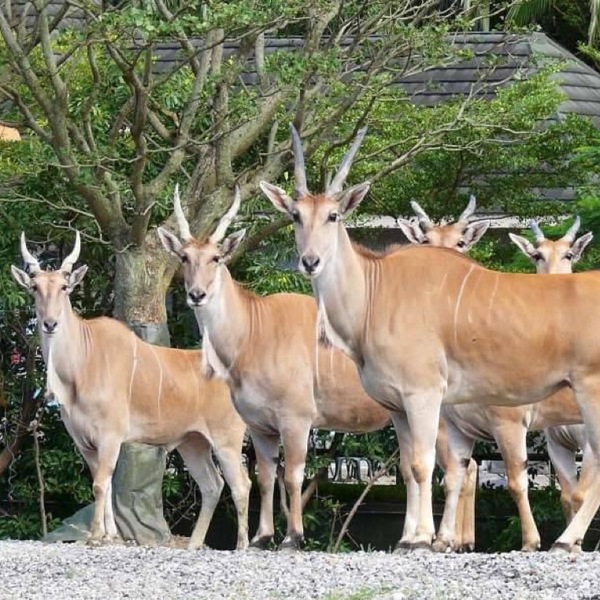 巴黎奧運麟洋配摘金！「這時間」來北市動物園「與羚羊拍照」就有好禮，「這一天」兒童新樂園免費入園
