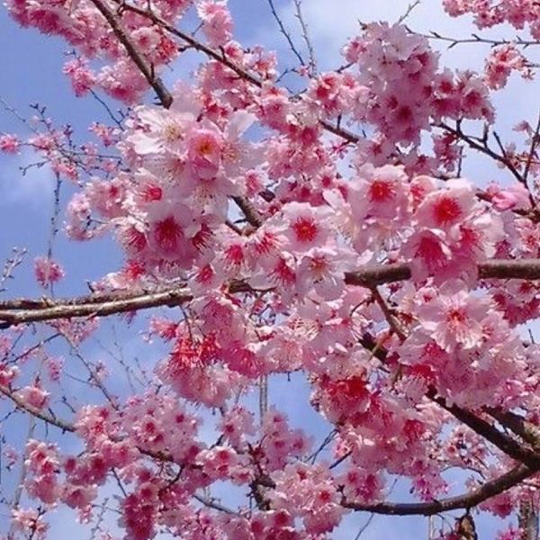 春節連假10日，出遊返鄉前可別進入塞車地雷，賞燈賞花工程交管日期一次整理