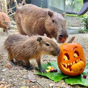 高雄壽山動物園萬聖節活動，裝扮成十大動物明星就可免費入園！看動物們和搞怪南瓜盅，萌翻！