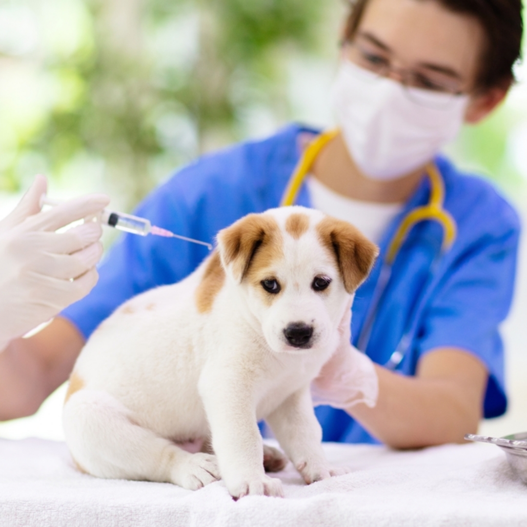 【寵物寶寶】犬貓疫苗安全接種的四大臨床建議，哪些動物屬於「疫苗副作用高風險族群」？