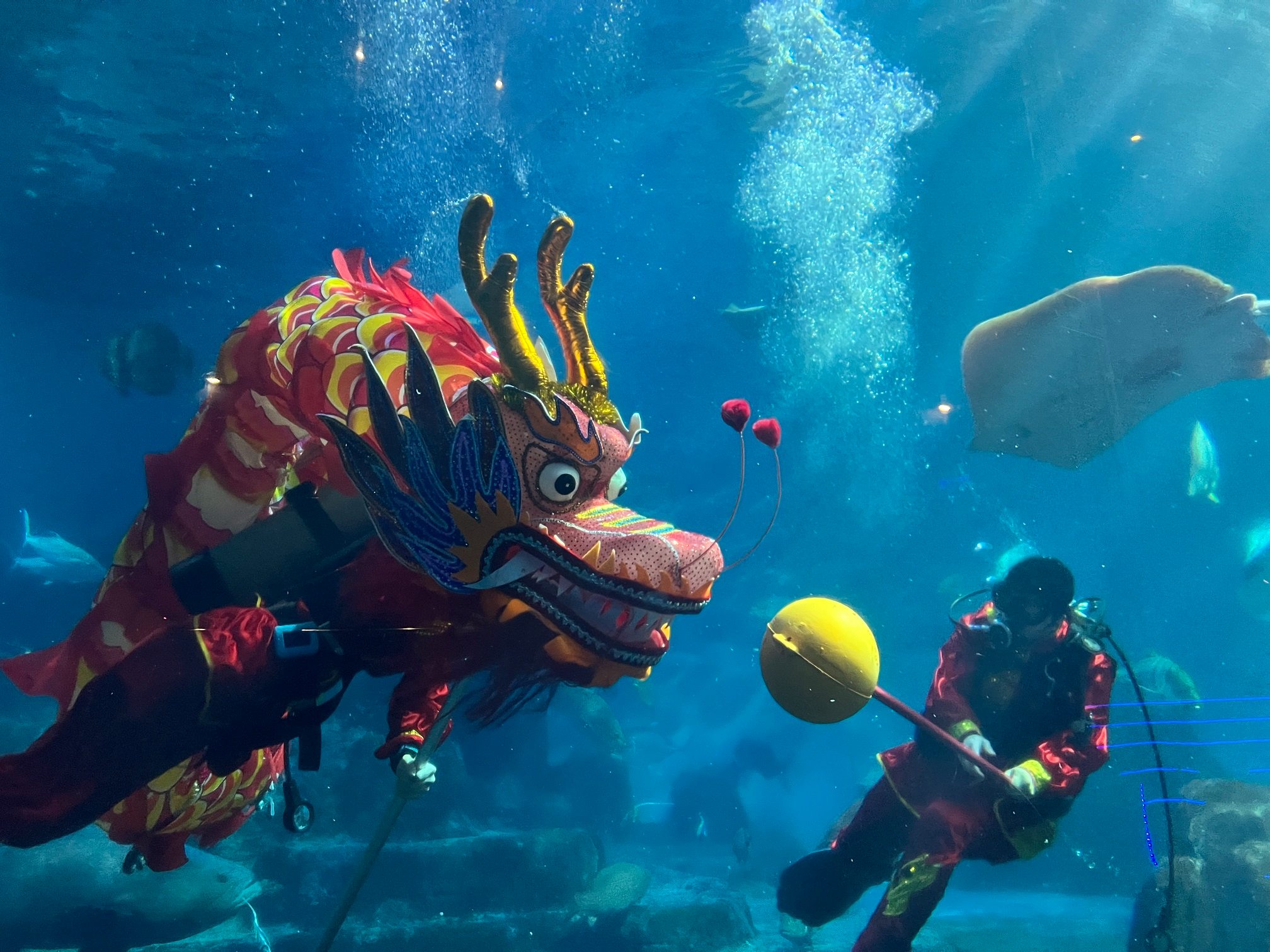 全台唯一水下舞龍登場！ 遠雄海洋公園節慶限定演出，歡樂迎新春