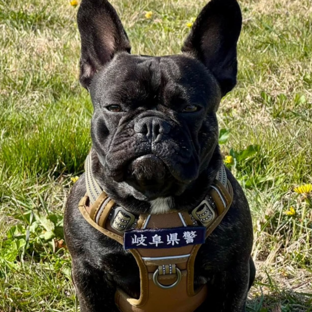 【寵物寶寶】打破刻板印象！法國鬥牛犬Oreo憑天賦一舉成為岐阜縣警局首隻囑託警犬