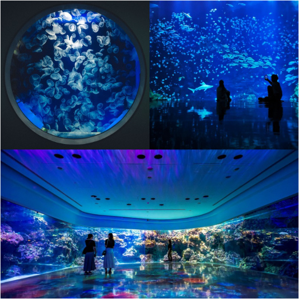 Xpark 七夕特典星光限定場！全新夜間特別視覺演出，體驗神秘又浪漫星光水族之夜