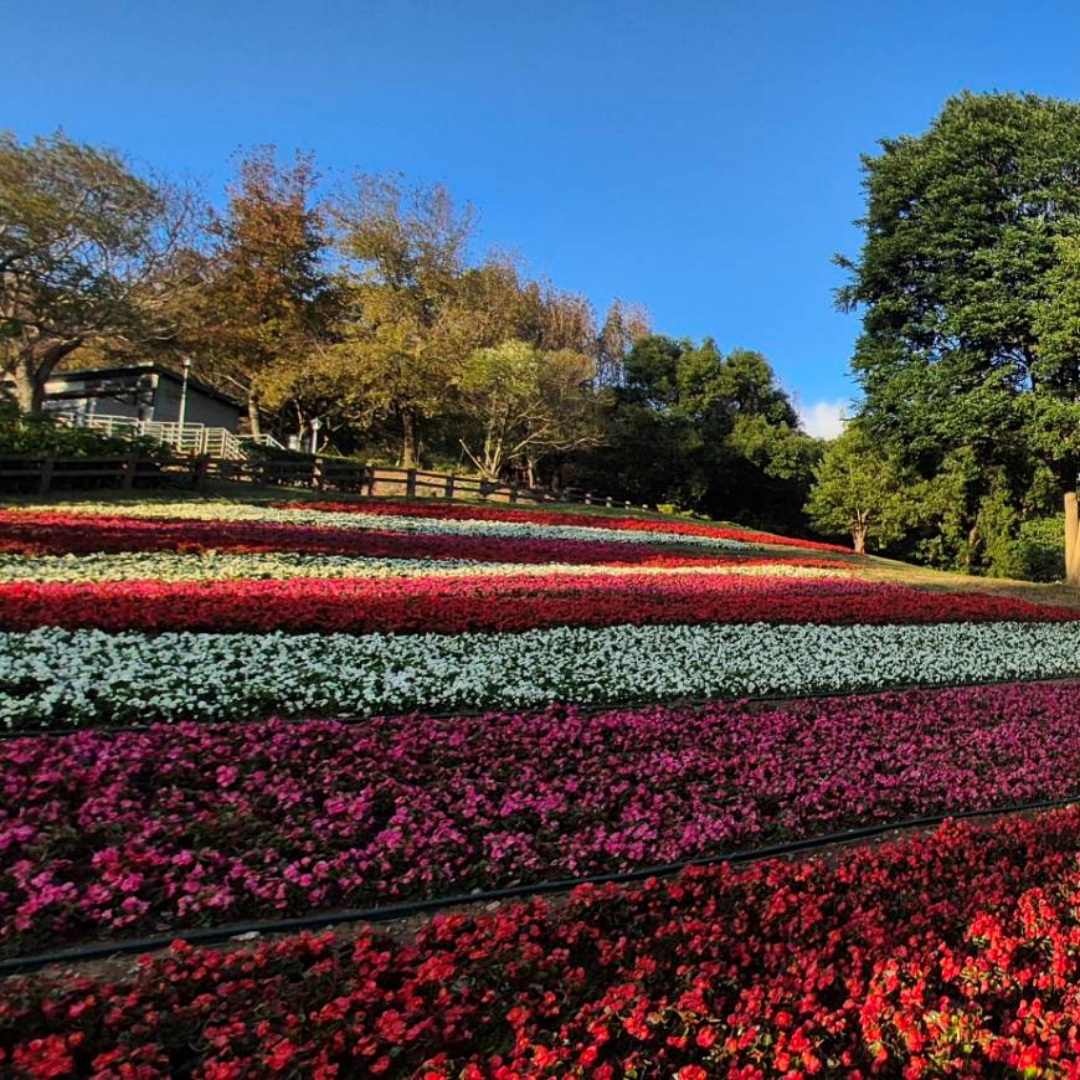 2026三層崎花海2/11登場，16萬盆花卉鋪陳，紫色穿搭送限量贈品！