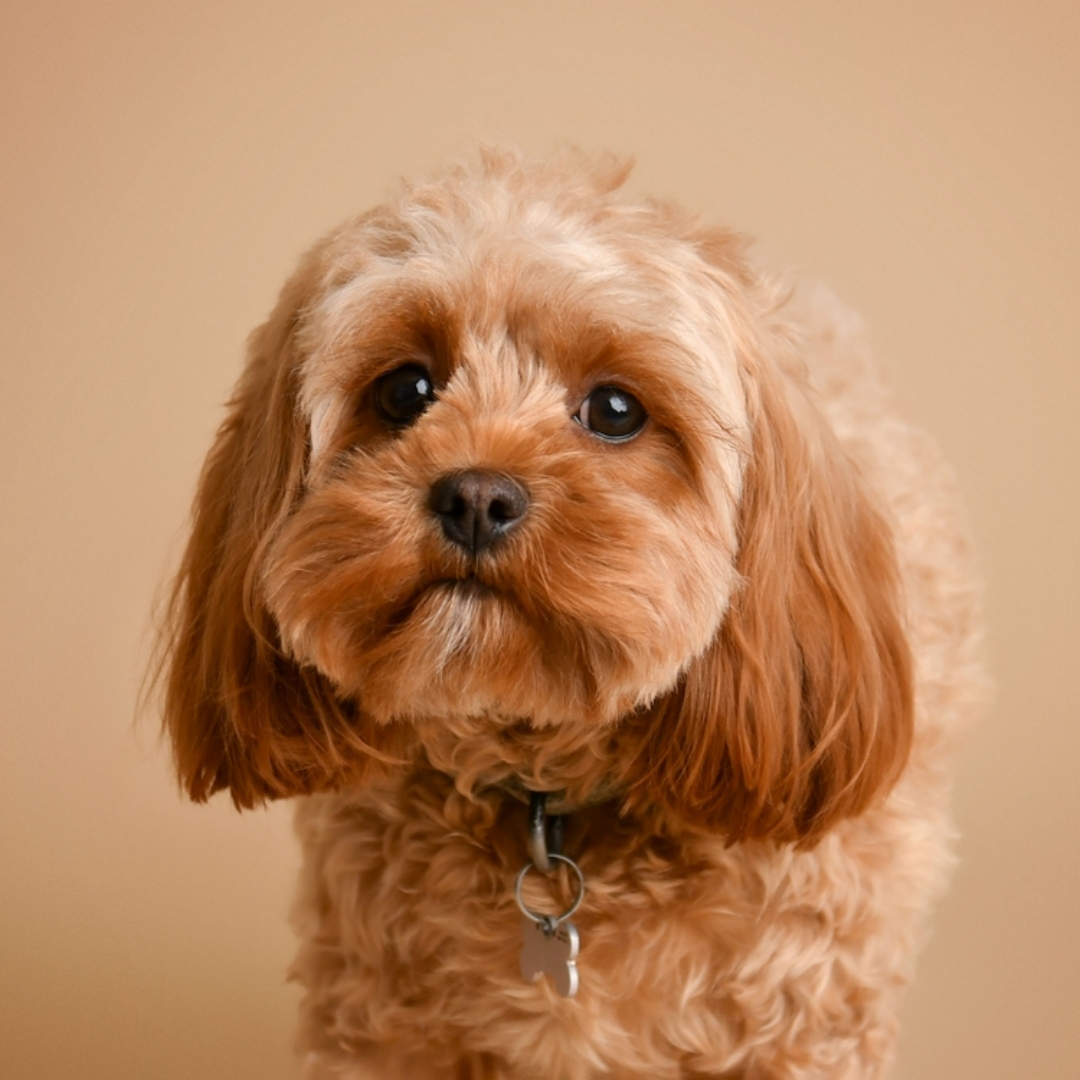 【寵物寶寶】犬貓打狂犬病疫苗有新規！忽略這件事，最高開罰15萬元！飼主喊冤，明明有打！