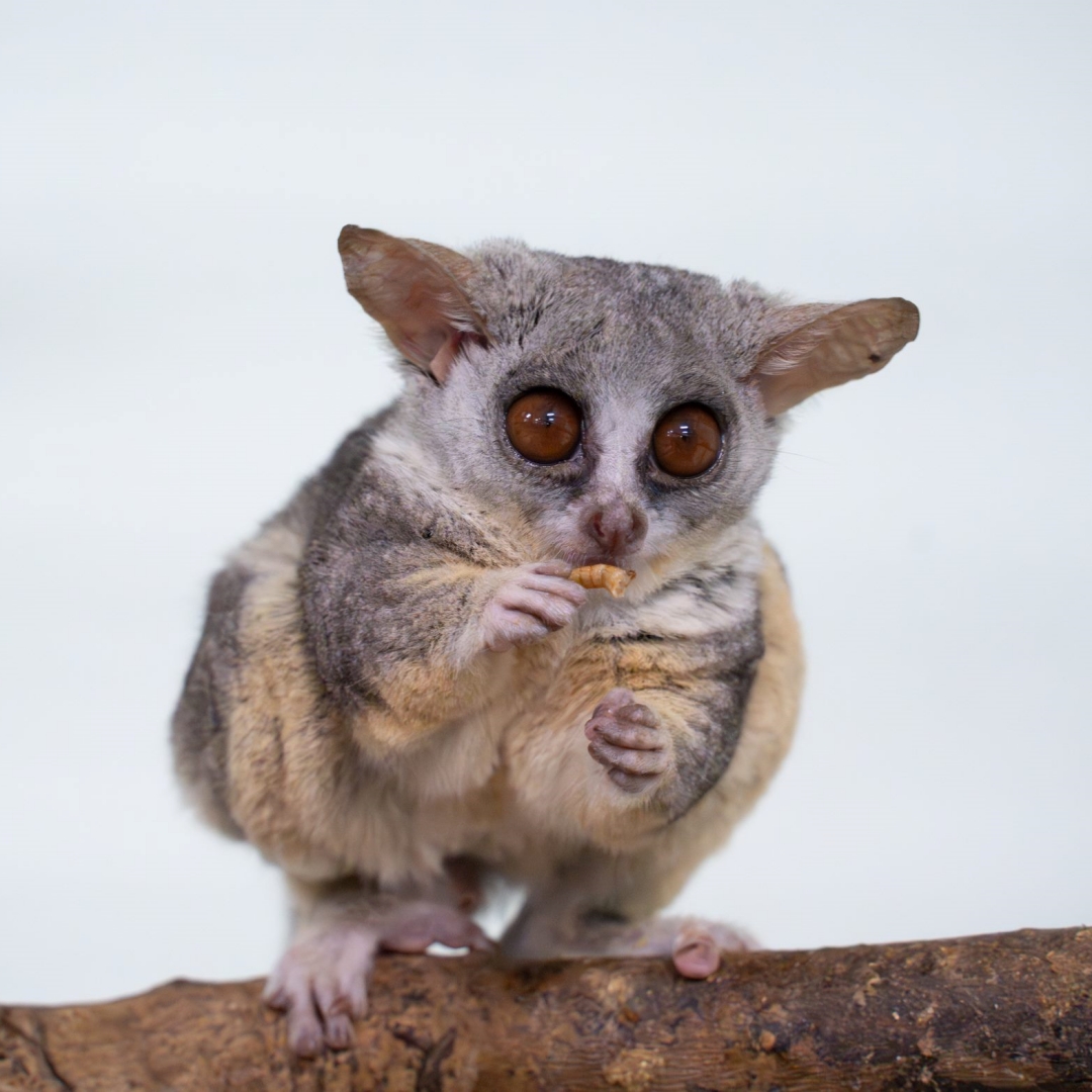 【寵物寶寶】臺北市立動物園新朋友2025年亮相，五隻可愛嬰猴，小小身體、大大眼睛，超萌超討喜