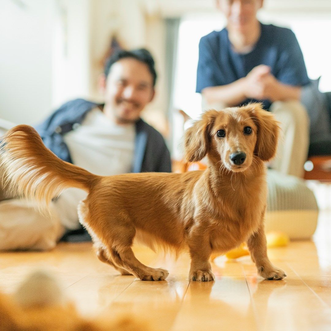 【編輯透視鏡】養育寵物擬人化！孩子用什麼，毛小孩就用什麼，因為是家人