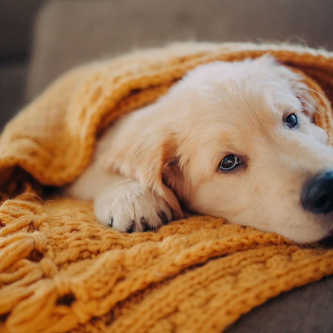 【寵物寶寶】直擊寵物的心理技巧，《寵物通心術》讓你更加了解毛小孩