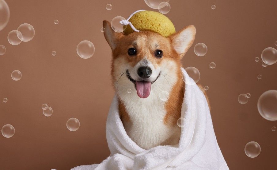 【寵物寶寶】毛孩清潔不可馬虎！9款好物推薦 ，乾洗、泡沫應有盡有，就連貓咪腳掌、毛髮氣味都照顧到了