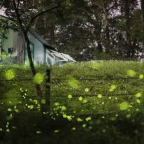 3月免費景點推薦！東勢林場入園賞螢趣、蓋婭莊園設籍中宜屏免門票，親子創造美好回憶休假就出發！