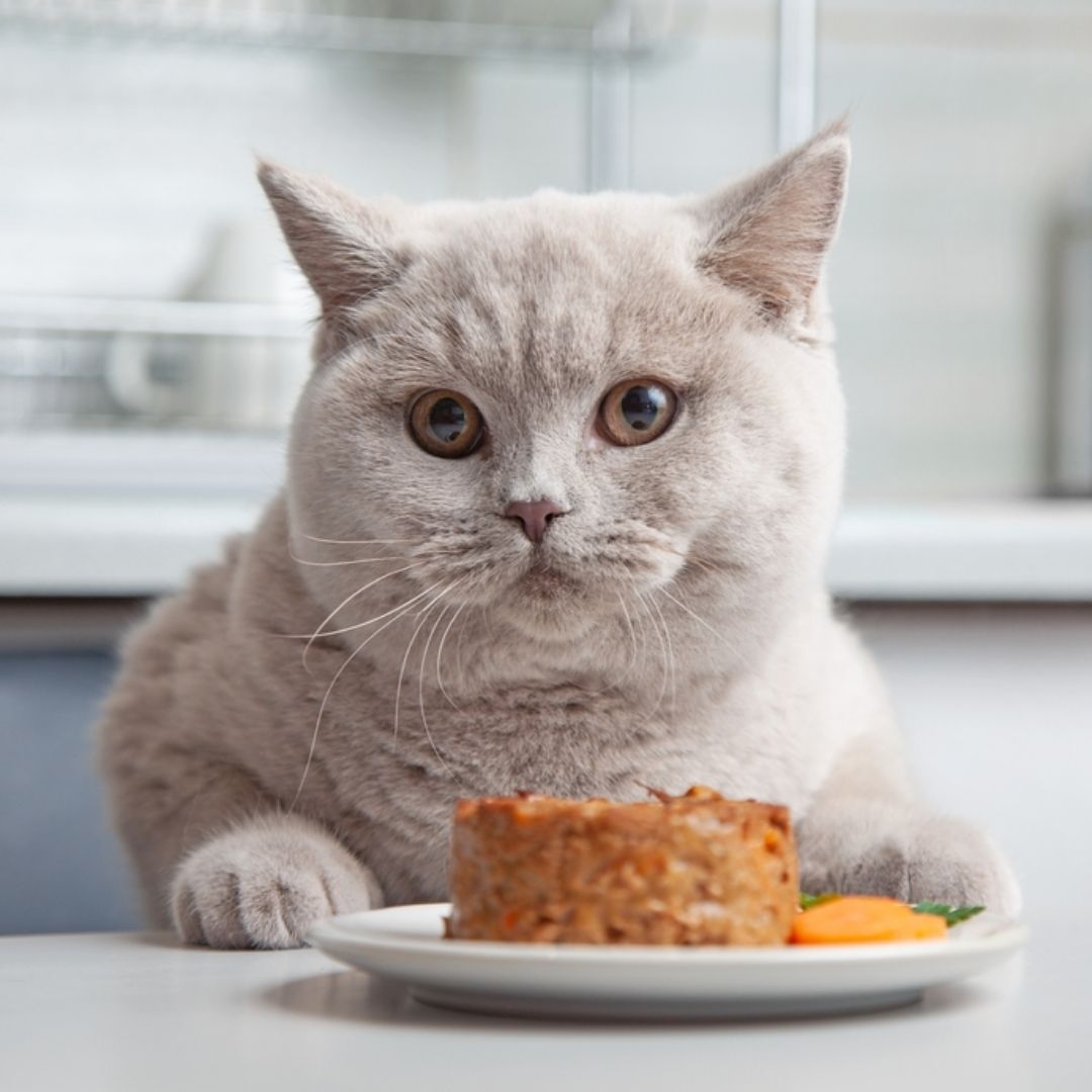 【寵物寶寶】貓咪需要安靜的吃飯，多貓家庭更應重視進食環境