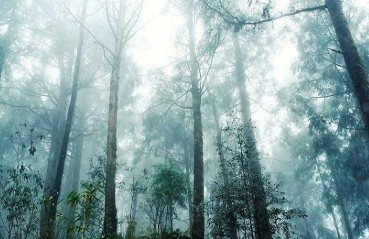 最適合親子散步的季節來了！山毛櫸步道、茶園步道，全家一起票選週末最想拜訪親近的自然景點