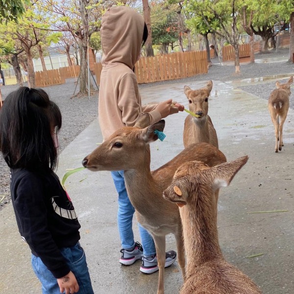 全台10大親子農牧場推薦：有可愛動物區可讓幼齡孩子餵食，還有超美拍照打卡區