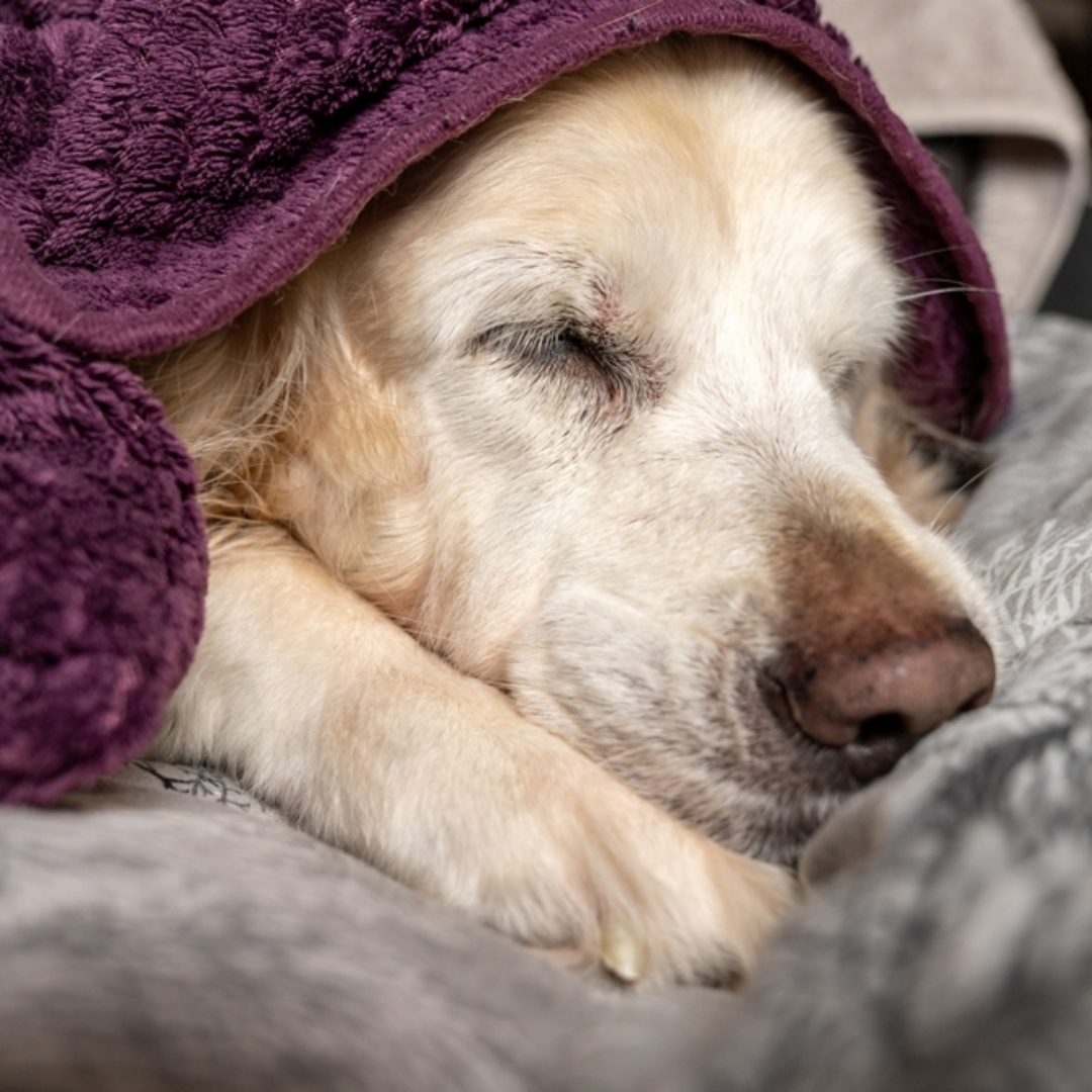 【寵物寶寶】狗狗臨終前最常出現的8種行為變化，他在悄悄向你道再見