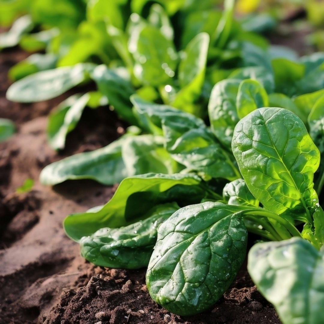 菠菜再登「最髒蔬菜」榜首，醫師教「3步驟」安心吃下肚