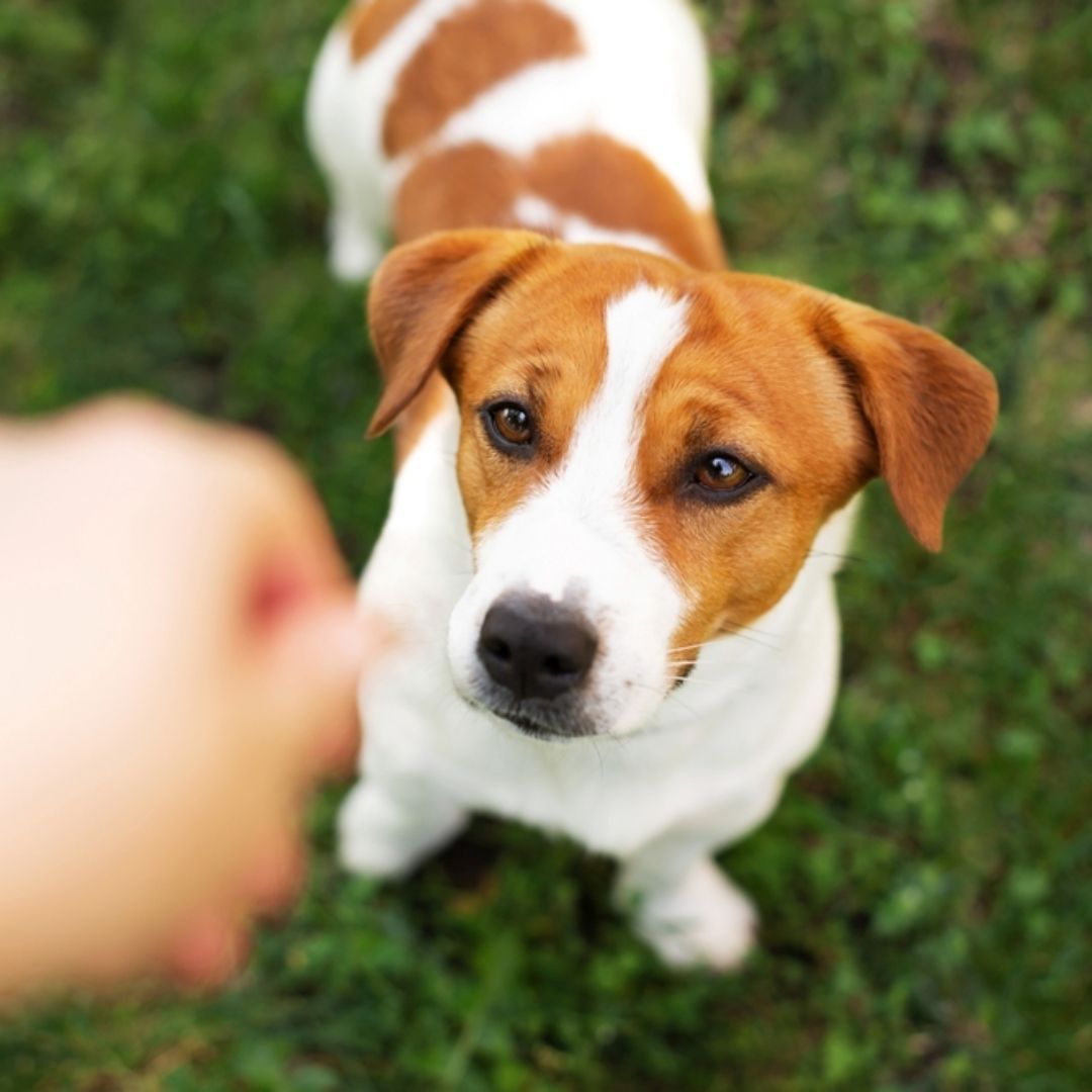 【寵物寶寶】哪些東西對狗狗來說是有毒的？日常生活中不可忽視的潛在風險