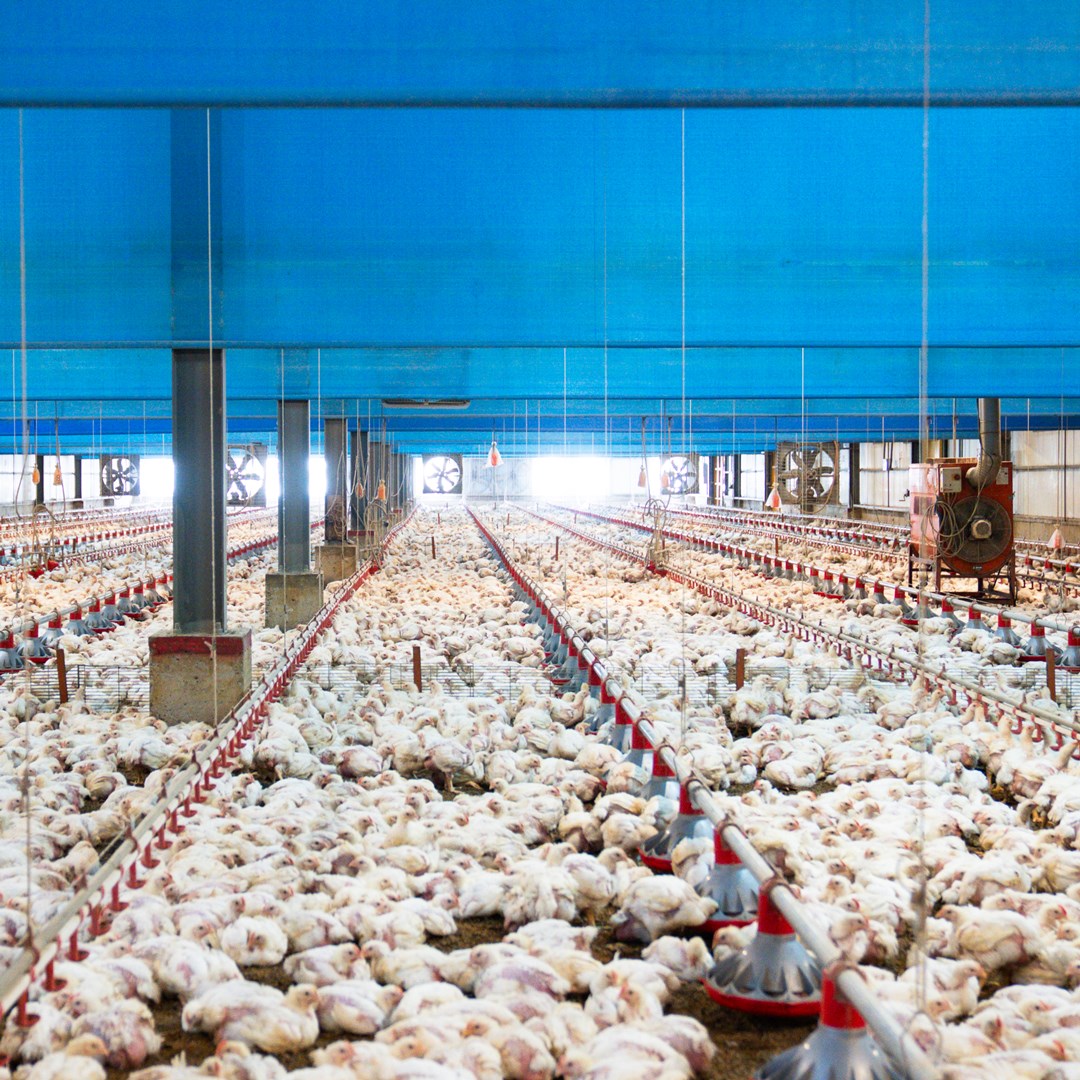 雞肉抗生素檢驗「未檢出」不稀奇，飼養全程不使用抗生素才厲害！從牧場到餐桌，守護健康與落實永續發展