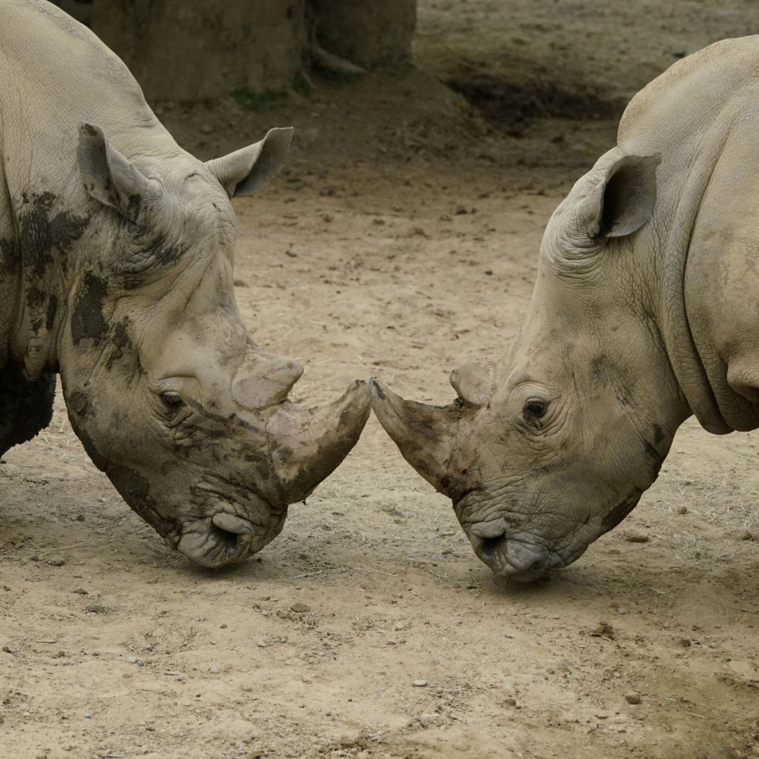 臺北市立動物園歡慶111週年，3資格兌換小禮，加碼第二波1000份小禮物
