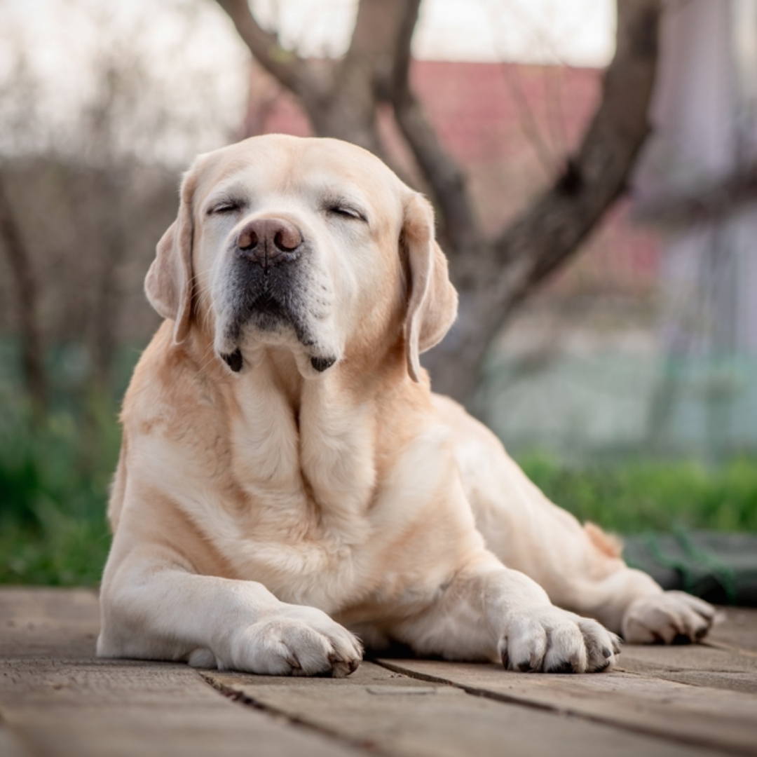 【寵物寶寶】狗狗不是老了，是大腦正在退化：狗狗失智症的9大徵兆