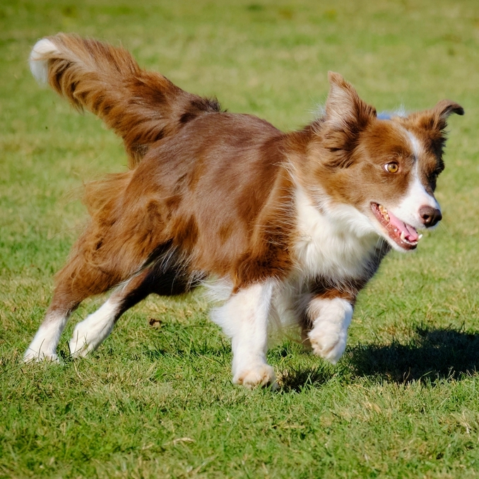 【寵物寶寶】桃園「棒球場寵物樂園」12天戶外跑跳區免費入場，帶毛孩在職棒休賽季享受運動時光