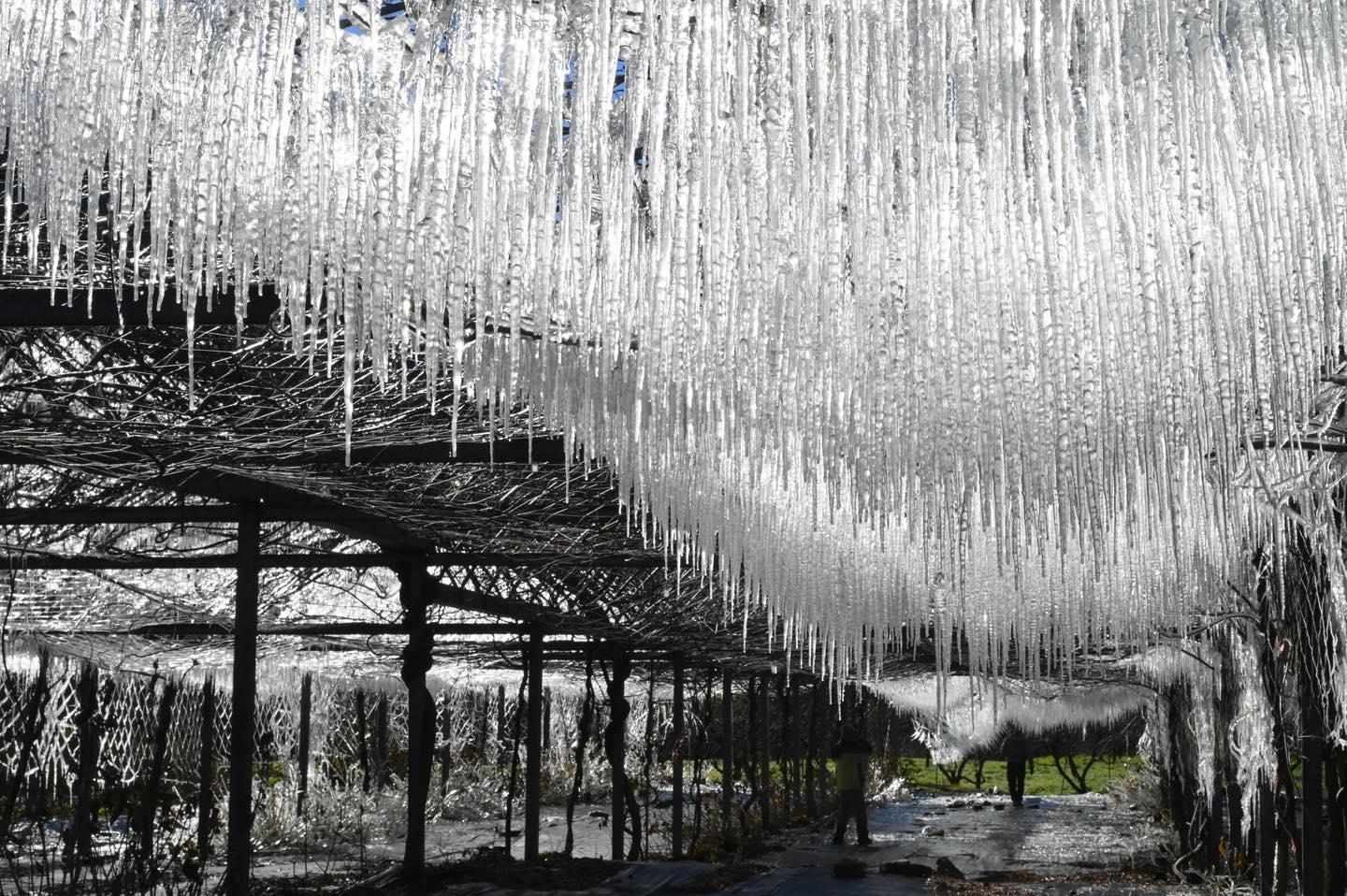 太夢幻！武陵農場藤花園冰晶宮 ，垂降雪白冰柱宛如進入《冰雪奇緣》場景