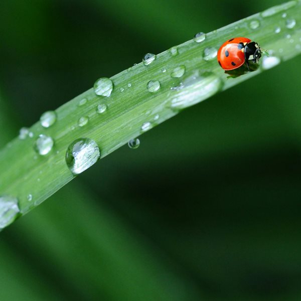 「驚蟄日」到！習俗、禁忌一次了解，小孩禁去這個地方，四生肖要特別注意健康