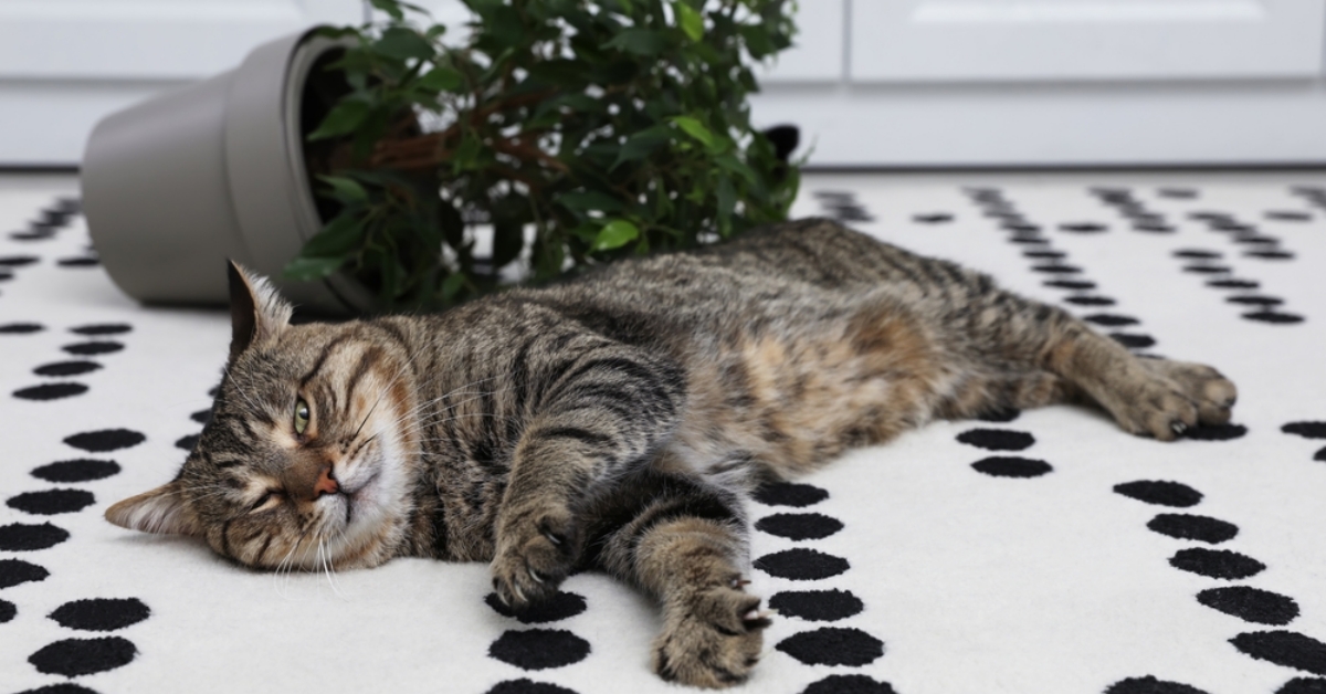 【寵物寶寶】貓咪為什麼愛把東西推下桌？如何預防貓咪不斷打翻東西