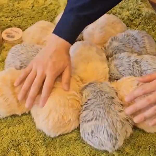 好想要這個小東西！CASIO推AI機器寵物Moflin，會認主人聲音還能養成400多萬種個性