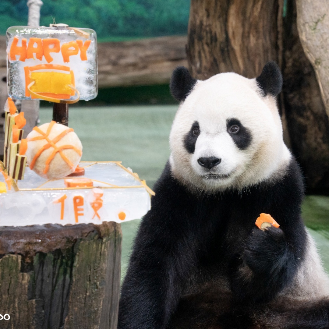 台北市立動物園「圓仔」」5歲生日！限量週邊超吸睛：全新設計的壓克力夜燈，每日限量「圓圓閃卡」