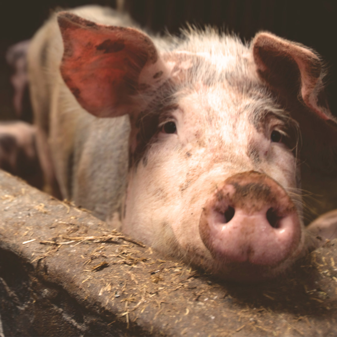 非洲豬瘟人吃到會怎樣？傳染途徑、防範一次看：病毒可存活1000天