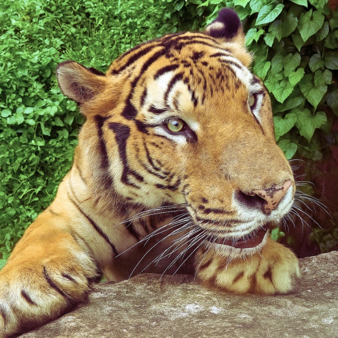 壽山動物園暑假推出一系列夏日活動與優惠，全國12歲以下兒童可免費入園，假日期間營業時間也延長至下午6點半
